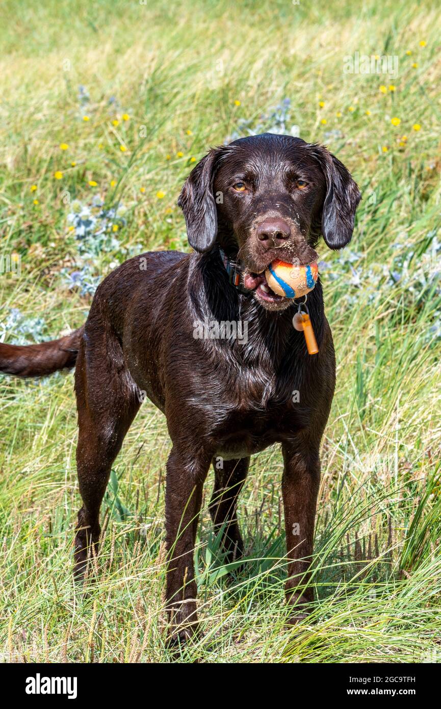 labrador, spaniel de springer, labradinger, springerdor, springador, race croisée, croisement, chien de chasse, chien de chasse, chien jouant à fetch avec le ballon, chien. Banque D'Images