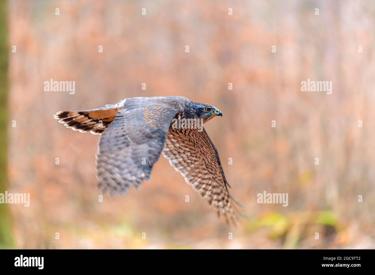 Le goshawk du nord (Accipiter gentilis) est assis sur un bâton. Forêt d'automne, fond coloré, couleurs chaudes du début de soirée. Banque D'Images