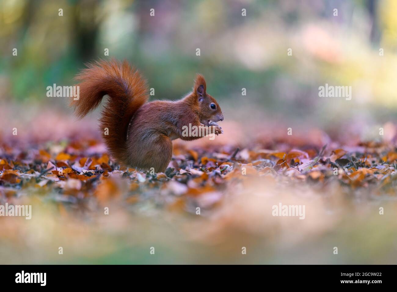 L'écureuil rouge eurasien (Sciurus vulgaris) dans son habitat naturel dans la forêt d'automne. Manger un écrou. Portrait d'un écureuil en gros plan. La forêt est Banque D'Images