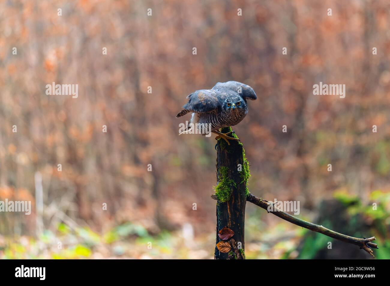 Le goshawk du nord (Accipiter gentilis) est assis sur un bâton. Forêt d'automne, fond coloré, couleurs chaudes du début de soirée. Banque D'Images