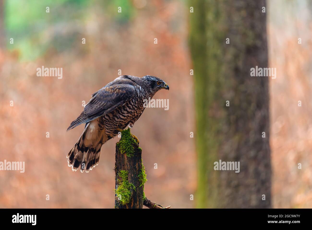 Le goshawk du nord (Accipiter gentilis) est assis sur un bâton. Forêt d'automne, fond coloré, couleurs chaudes du début de soirée. Banque D'Images