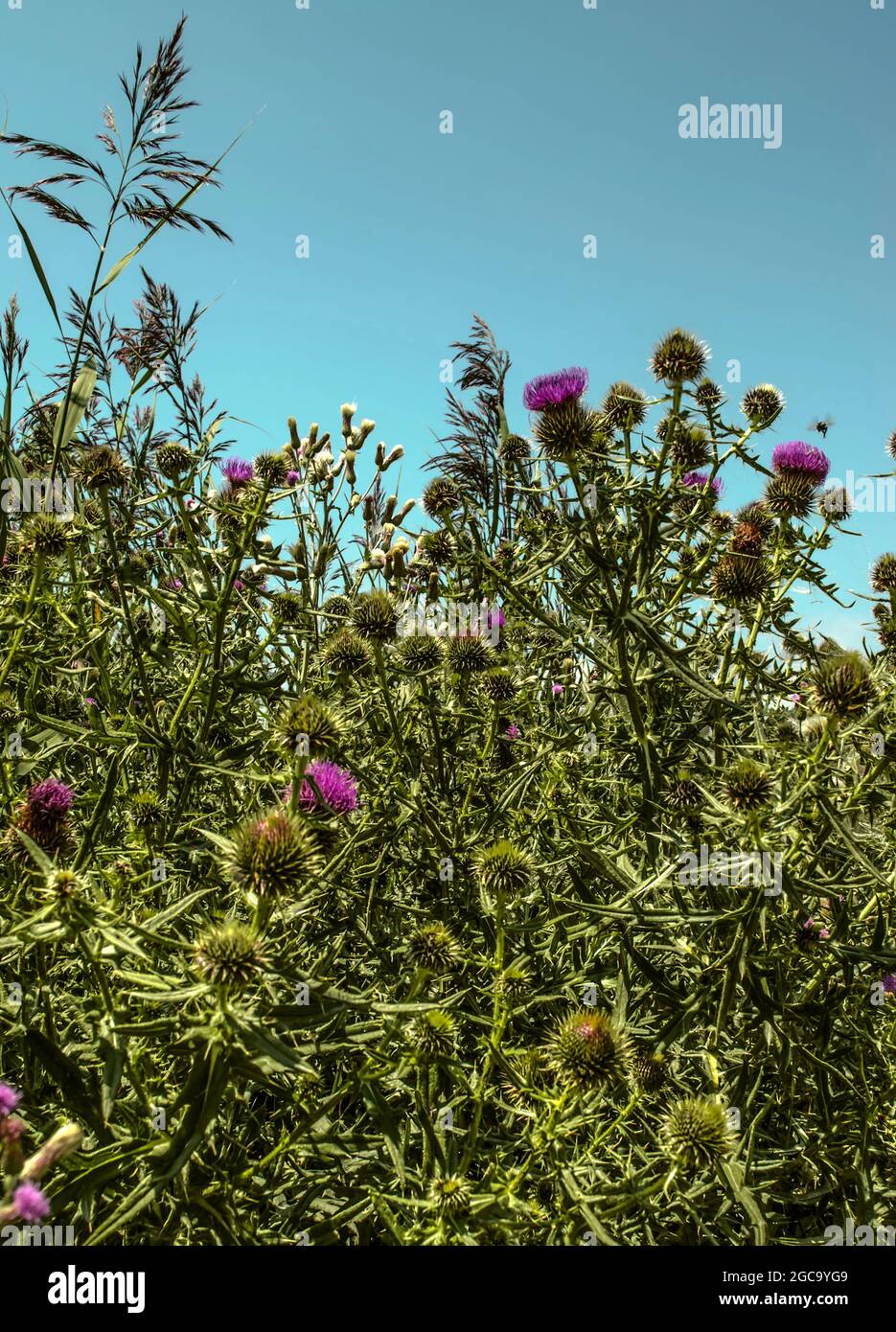 Chardon en fleur sur de longues branches épineuses avec des feuilles épineuses contre un ciel bleu d'été Banque D'Images