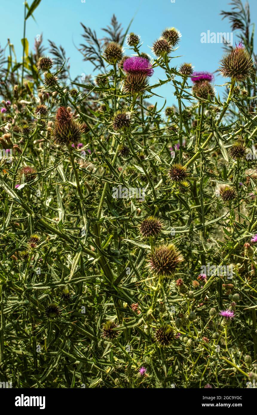 Arrière-plan abstrait des brindilles de chardon en fleur, variégées, contre un ciel bleu d'été Banque D'Images
