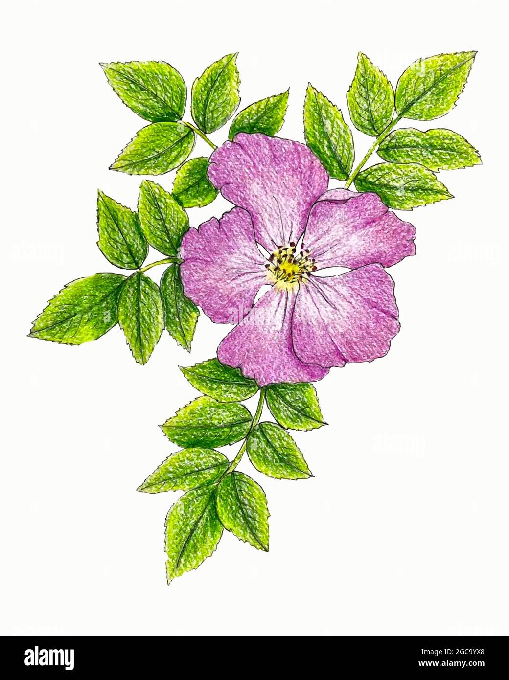 Fleur rose de canina rosehip avec branche de feuilles, dessin à la main, croquis. Illustration vectorielle Illustration de Vecteur