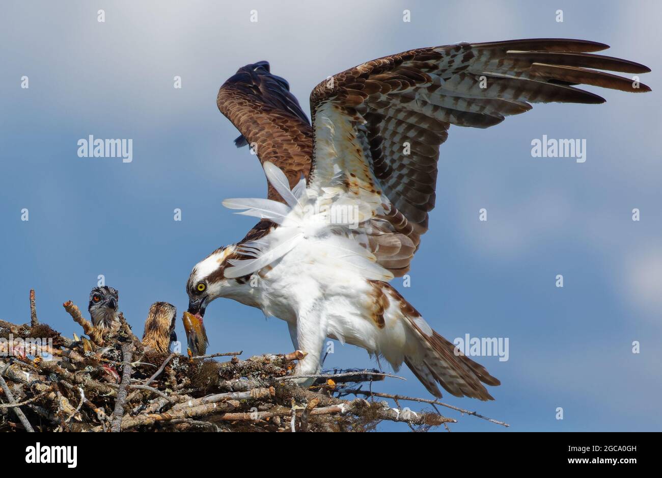 Osprey nourrissant des poissons dans un nid sur la rivière St. Joe, lac coeur d'Alene, Idaho. Banque D'Images