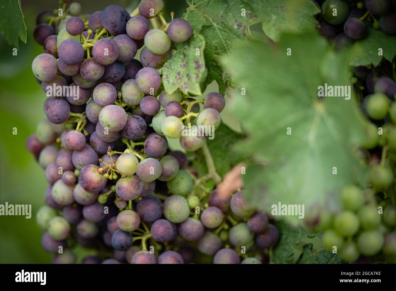 Natur, Deutschland, Rheinland-Pfalz, Hochstadt, Weinberg, 07 août. Rote und grüne Wein Trauben hängen an einer Weinrebe auf einem pfälzischen Winger Banque D'Images