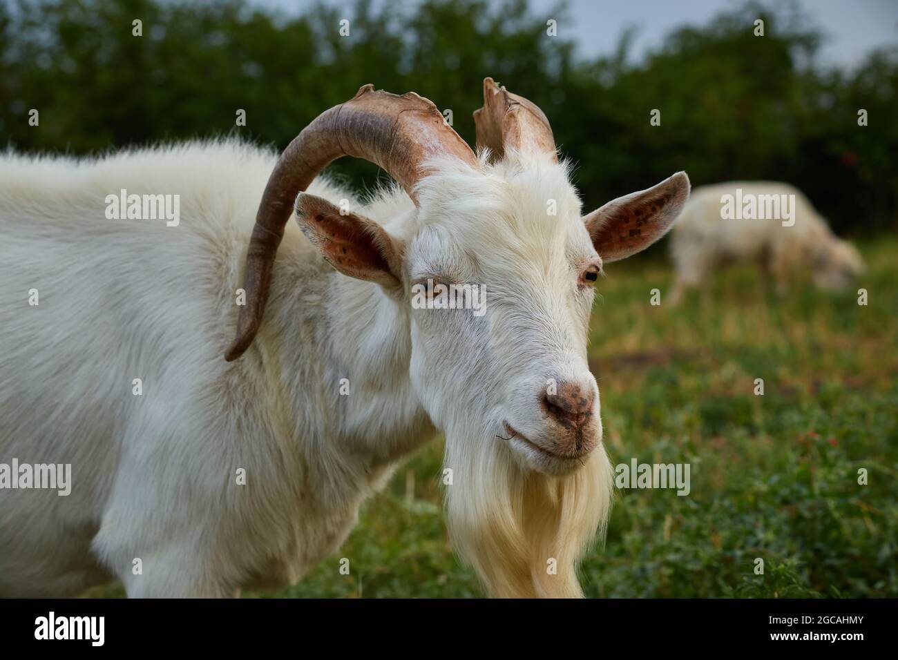 Un mâle de chèvre blanc avec de grandes cornes incurvées se pare d'un pâturage vert Banque D'Images