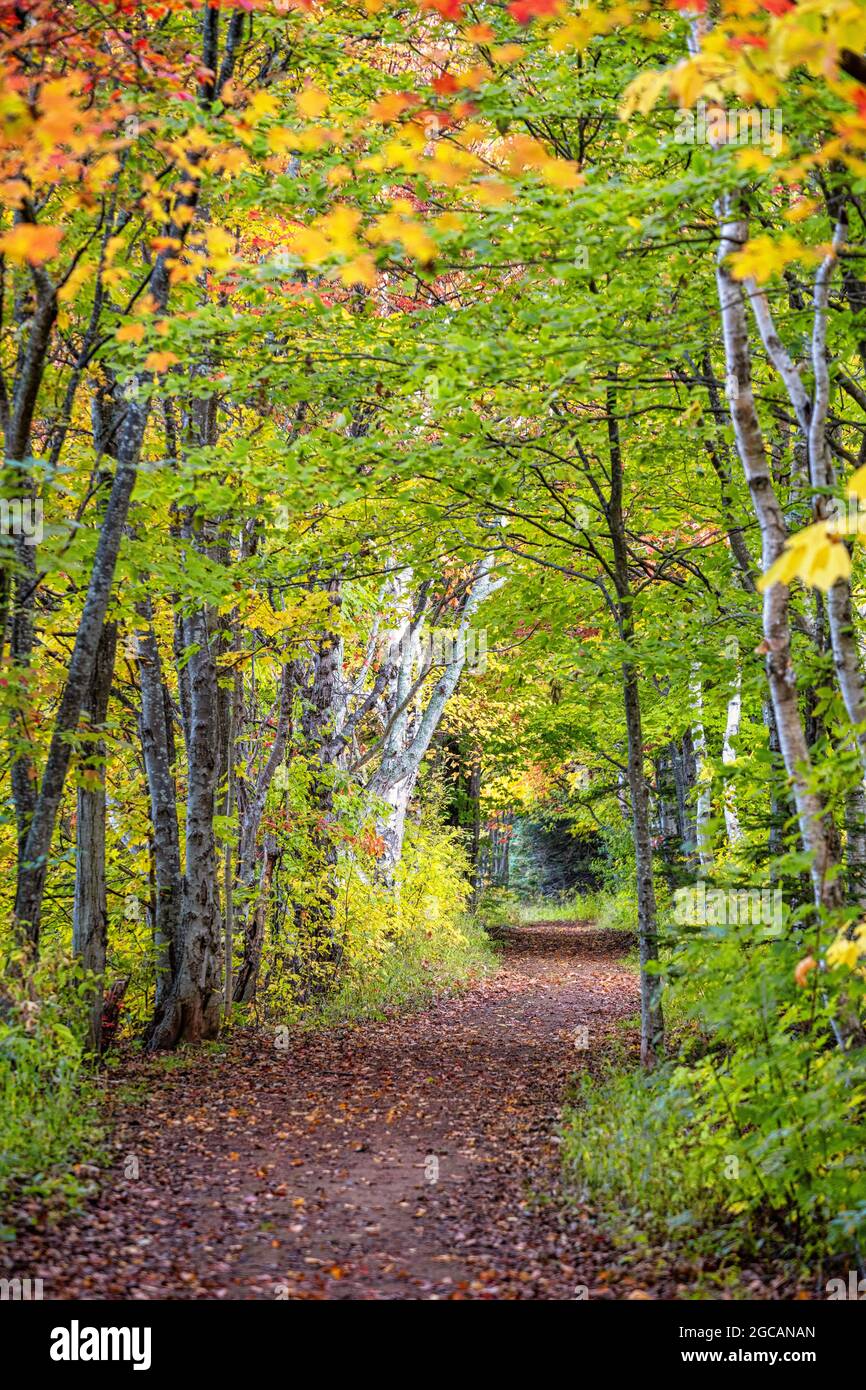 Sentiers pédestres à travers les magnifiques bois de l'Île-du-Prince-Édouard. Banque D'Images