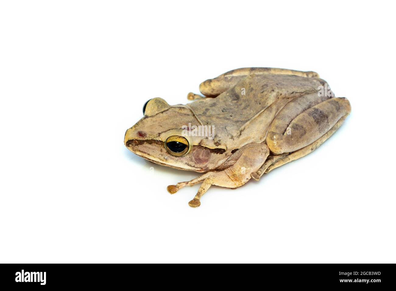 Image de grenouille d'arbre, grenouille d'arbre à quatre lignes, grenouille d'arbre dorée (Polypedates leucomystax) sur fond blanc. Animal. Amphibiens. Banque D'Images