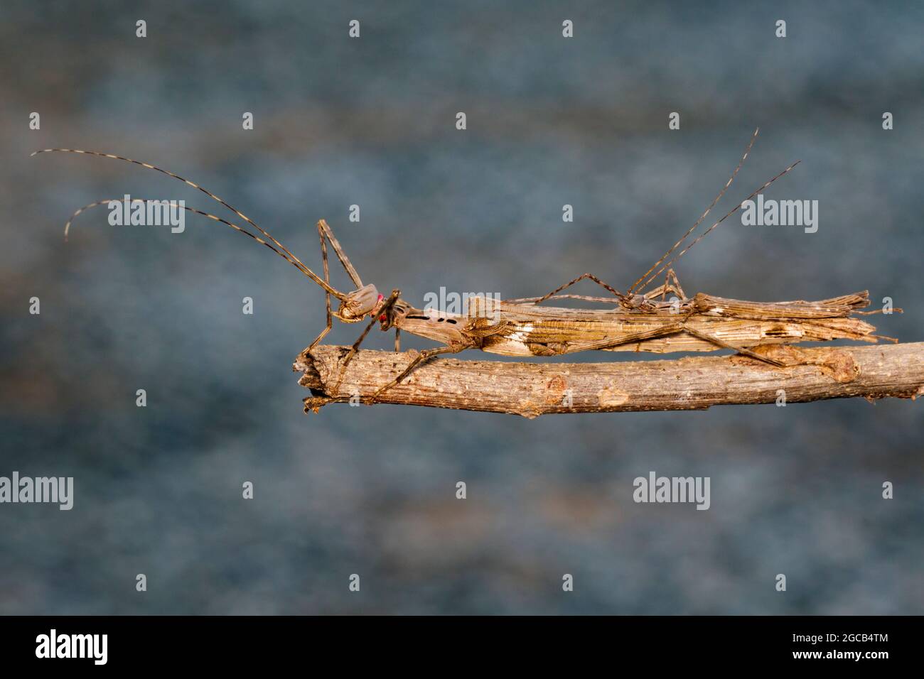 Insecte Rampant Animal Tropical Banque D Image Et Photos Alamy Insecte Rampant Animal Tropical Banque D Image Et Photos Alamy
