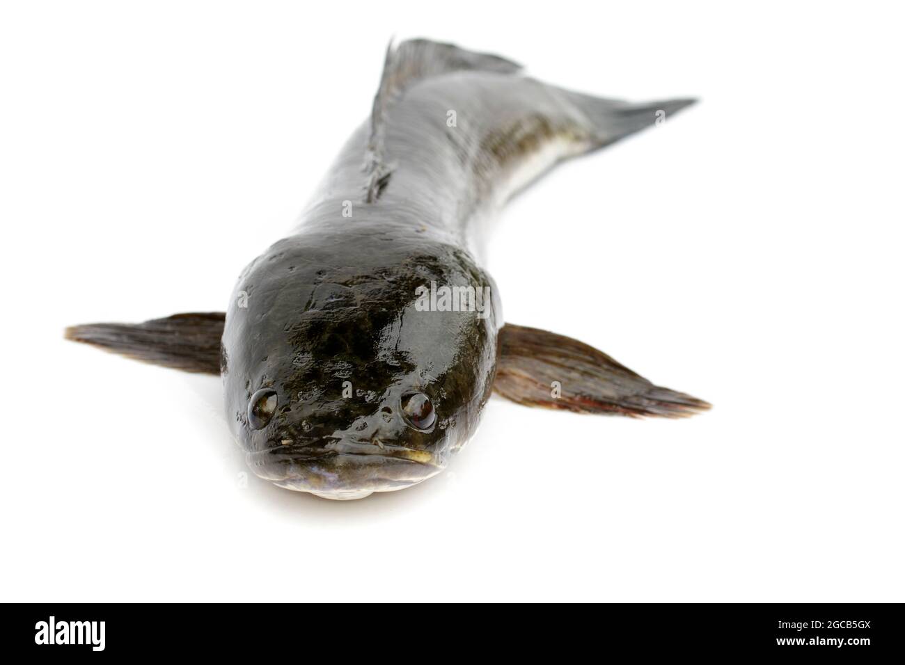 Image de poissons à tête d'oie rayés isolés sur fond blanc. Animaux aquatiques. Banque D'Images