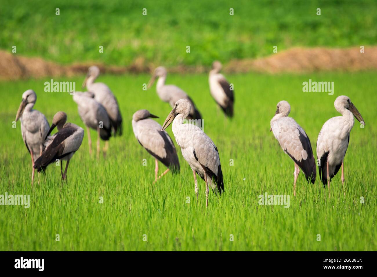 Image de l'oiseau de stock asiatique Openbill au milieu d'un champ sur un fond naturel. Oiseau. Animal. Banque D'Images