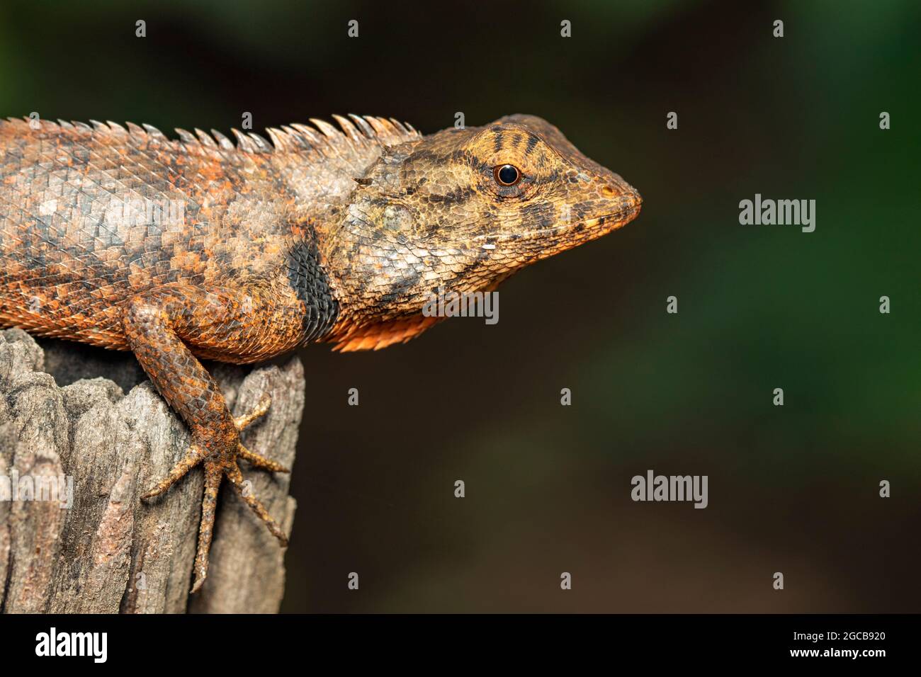 Image de caméléon marron sur les souches sur fond naturel. Reptile. Animal. Banque D'Images