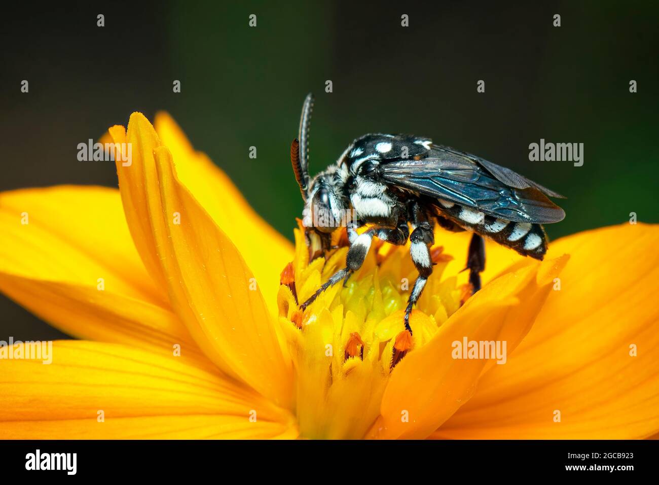 Image de l'abeille fluo (Thyreus nitidulus) sur le pollen de fleur jaune recueille le nectar sur un fond naturel. Insecte. Animal. Banque D'Images