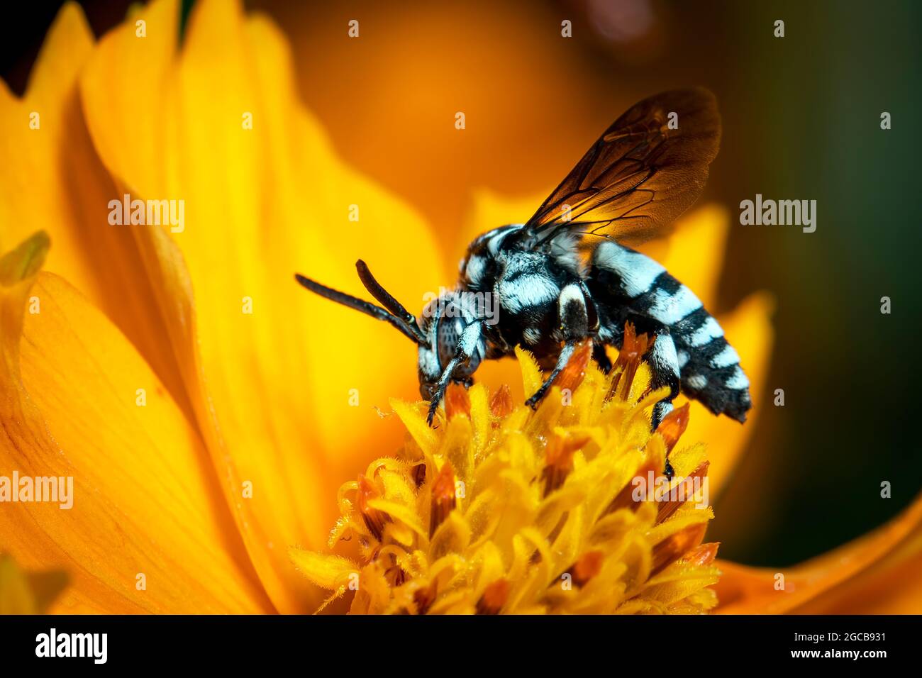 Image de l'abeille fluo (Thyreus nitidulus) sur le pollen de fleur jaune recueille le nectar sur un fond naturel. Insecte. Animal. Banque D'Images