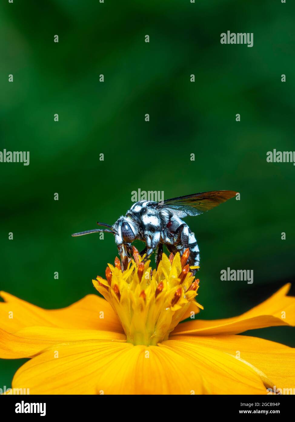 Image de l'abeille fluo (Thyreus nitidulus) sur le pollen de fleur jaune recueille le nectar sur un fond naturel. Insecte. Animal. Banque D'Images
