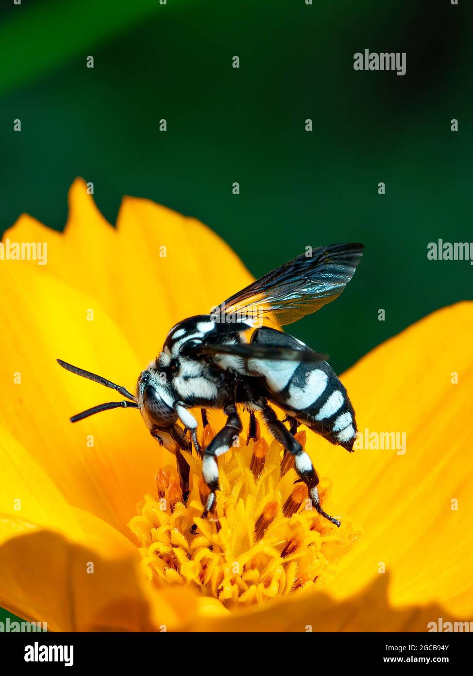Image de l'abeille fluo (Thyreus nitidulus) sur le pollen de fleur jaune recueille le nectar sur un fond naturel. Insecte. Animal. Banque D'Images