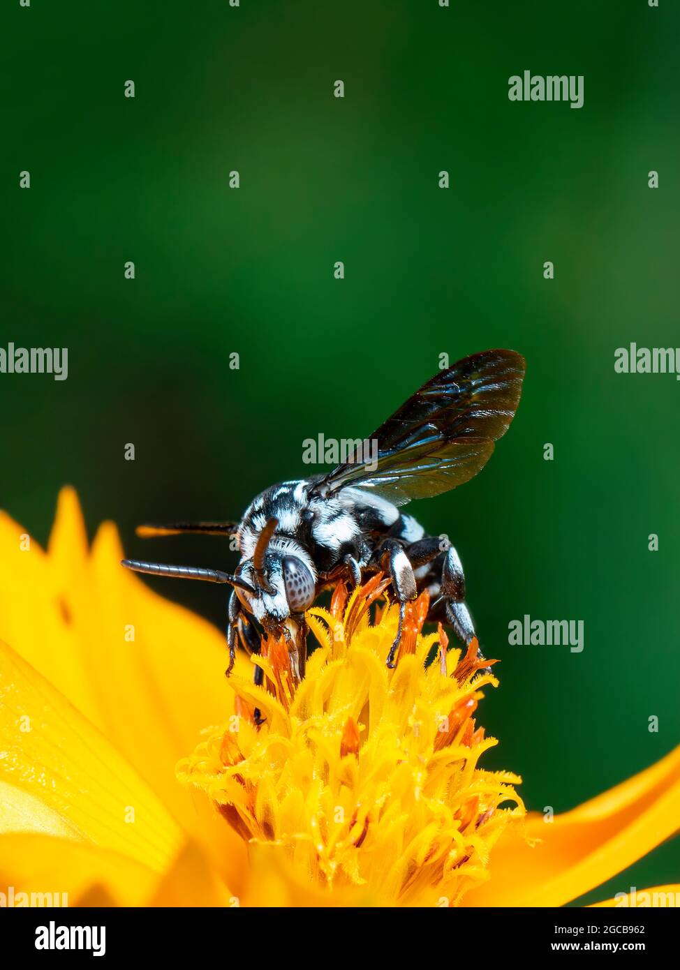 Image de l'abeille fluo (Thyreus nitidulus) sur le pollen de fleur jaune recueille le nectar sur un fond naturel. Insecte. Animal. Banque D'Images