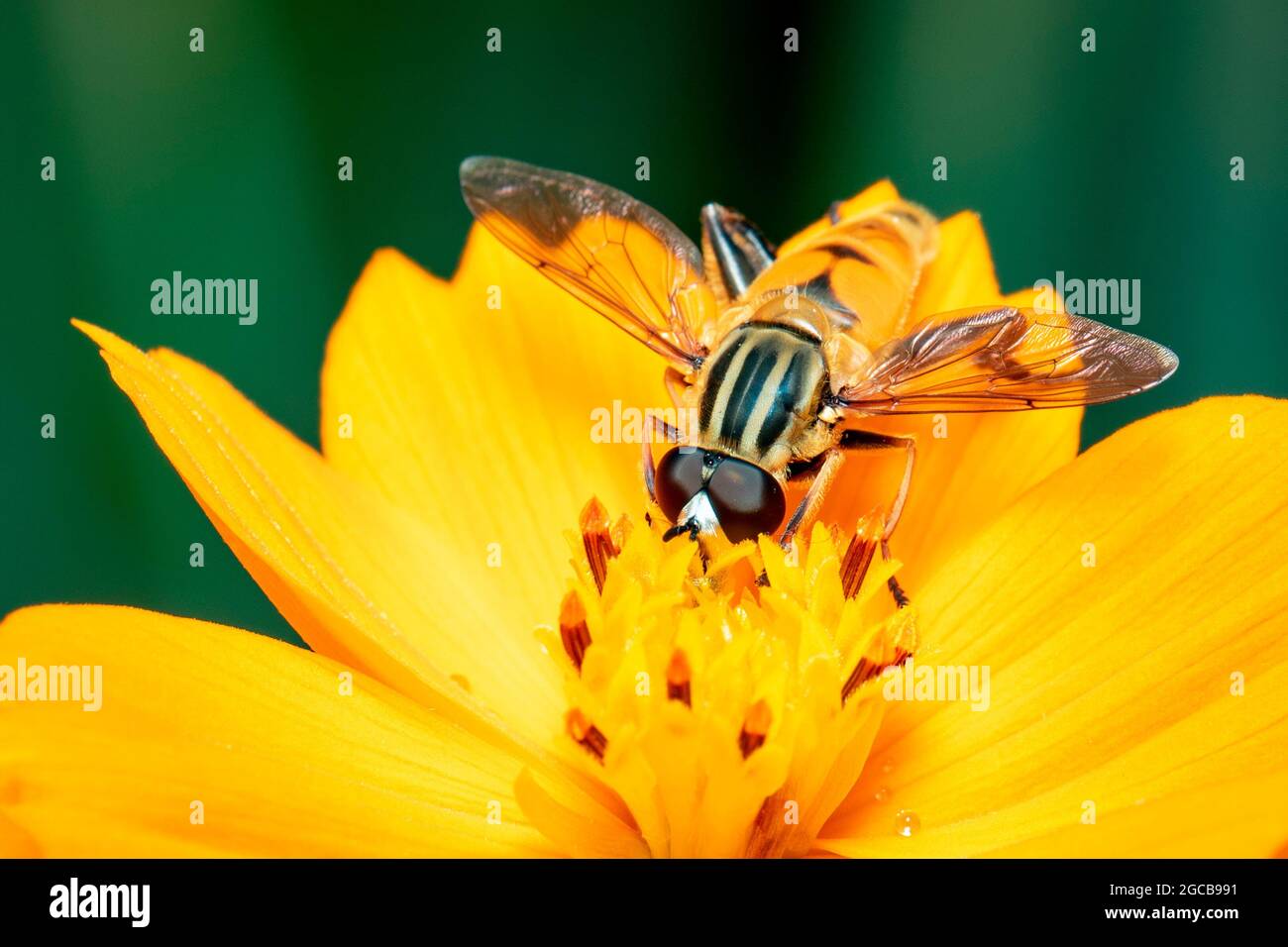 Image de la mouche de fleur ou de l'aéroglisseur (Helophilus insignis) sur le pollen de fleur jaune sucer le nectar sur un fond naturel. Insecte. Animal. Banque D'Images