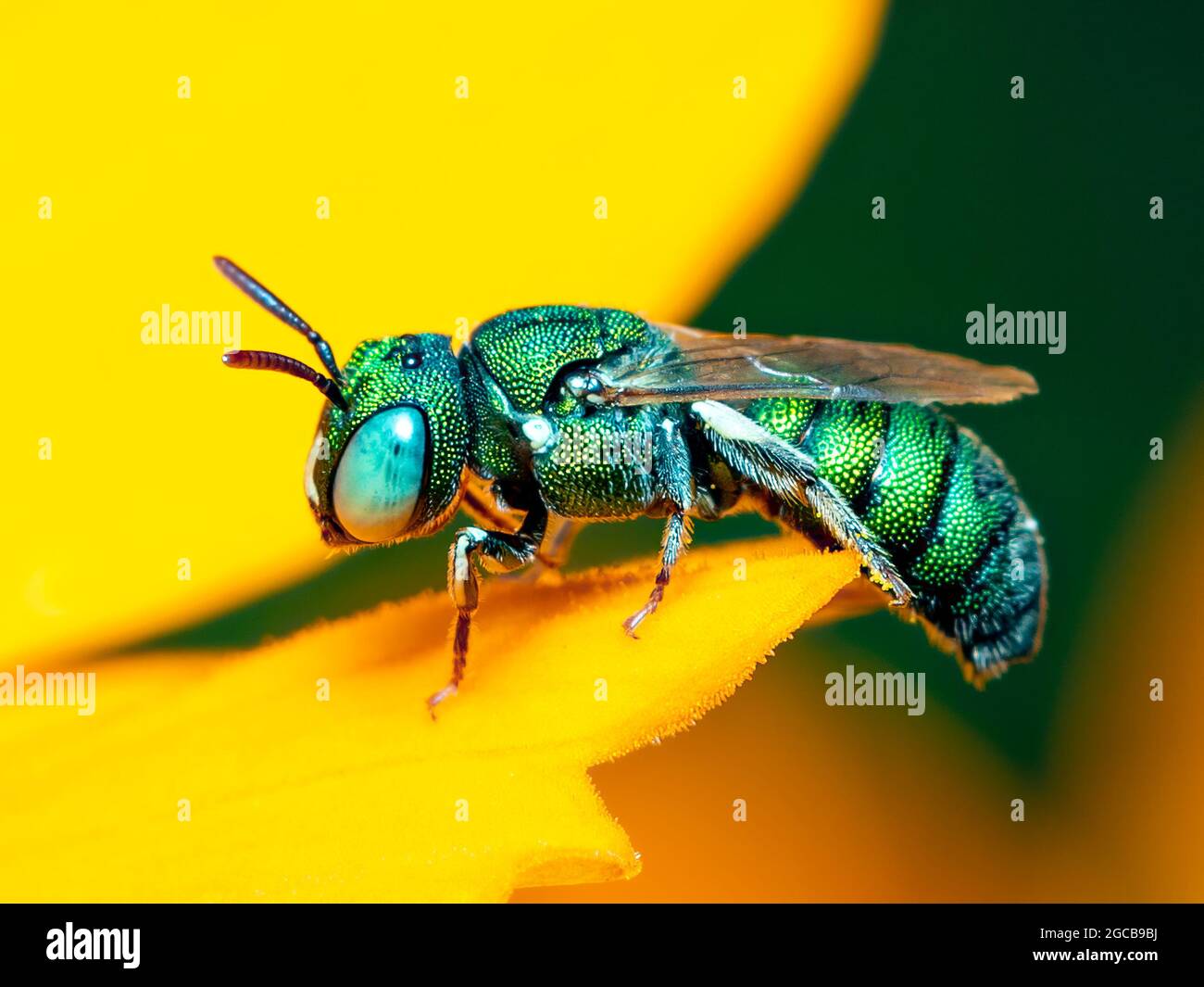 Image de Ceratina (Pithitis) smaragdula sur fleur jaune sur fond naturel. Abeille. Insecte. Animal. Banque D'Images