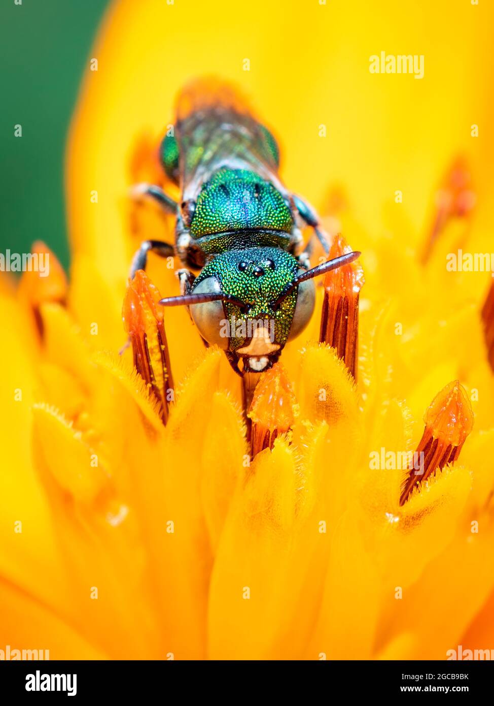 Image de Ceratina (Pithitis) smaragdula sur le pollen de fleur jaune recueille le nectar sur un fond naturel. Abeille. Insecte. Animal. Banque D'Images