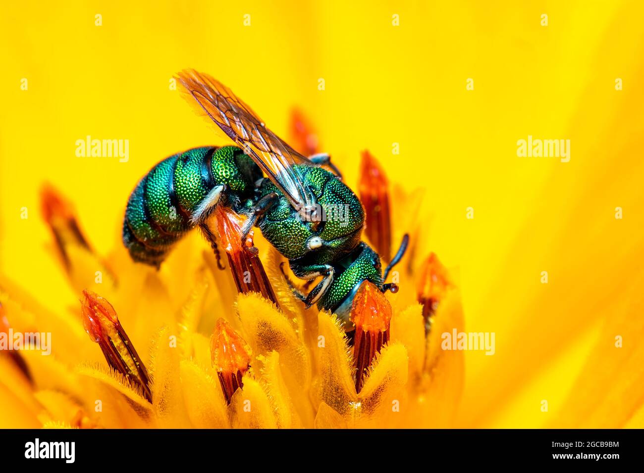 Image de Ceratina (Pithitis) smaragdula sur le pollen de fleur jaune recueille le nectar sur un fond naturel. Abeille. Insecte. Animal. Banque D'Images