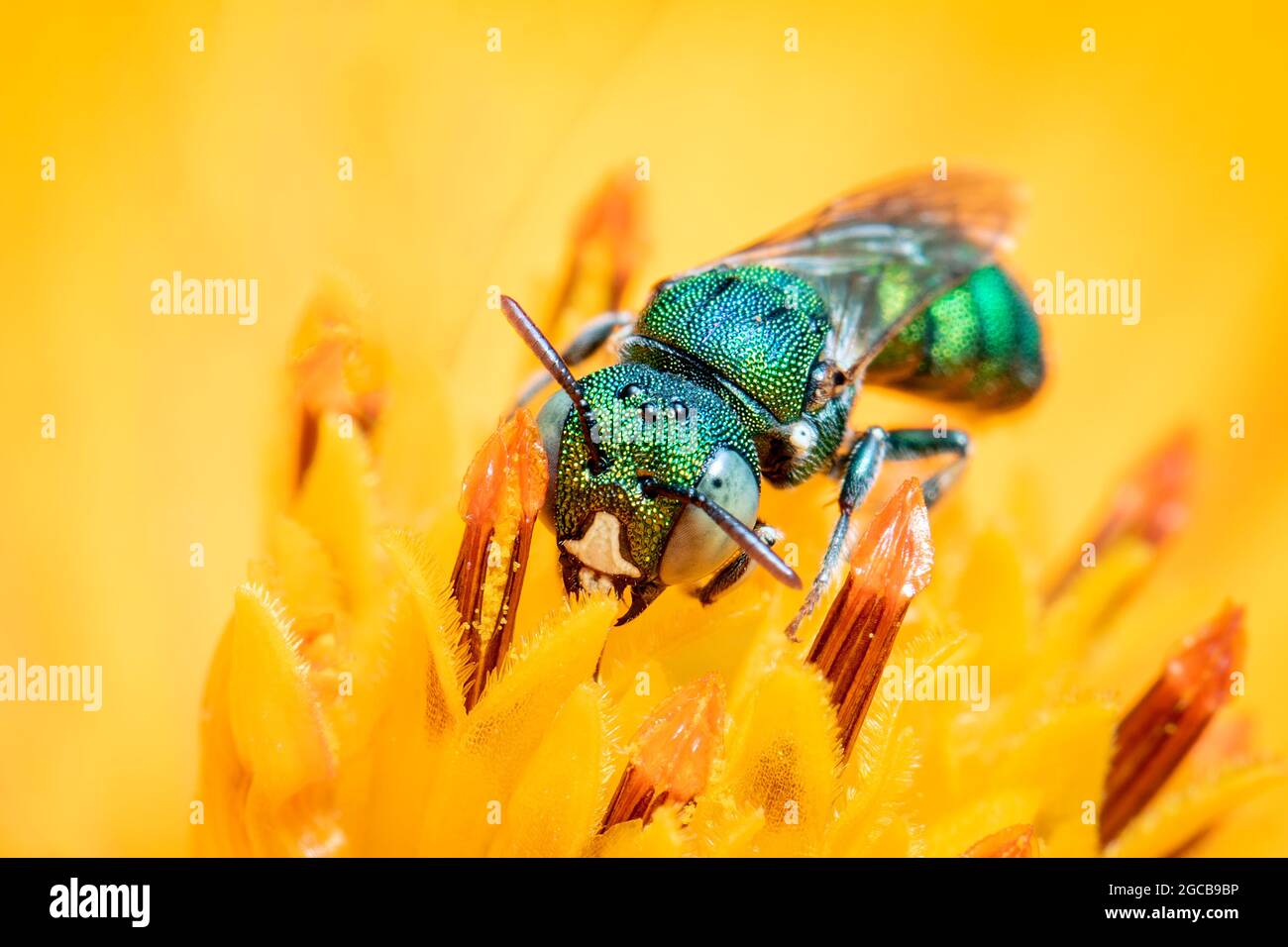 Image de Ceratina (Pithitis) smaragdula sur le pollen de fleur jaune recueille le nectar sur un fond naturel. Abeille. Insecte. Animal. Banque D'Images