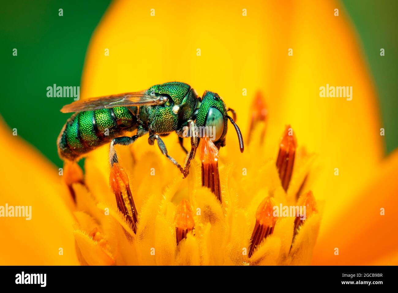 Image de Ceratina (Pithitis) smaragdula sur le pollen de fleur jaune recueille le nectar sur un fond naturel. Abeille. Insecte. Animal. Banque D'Images