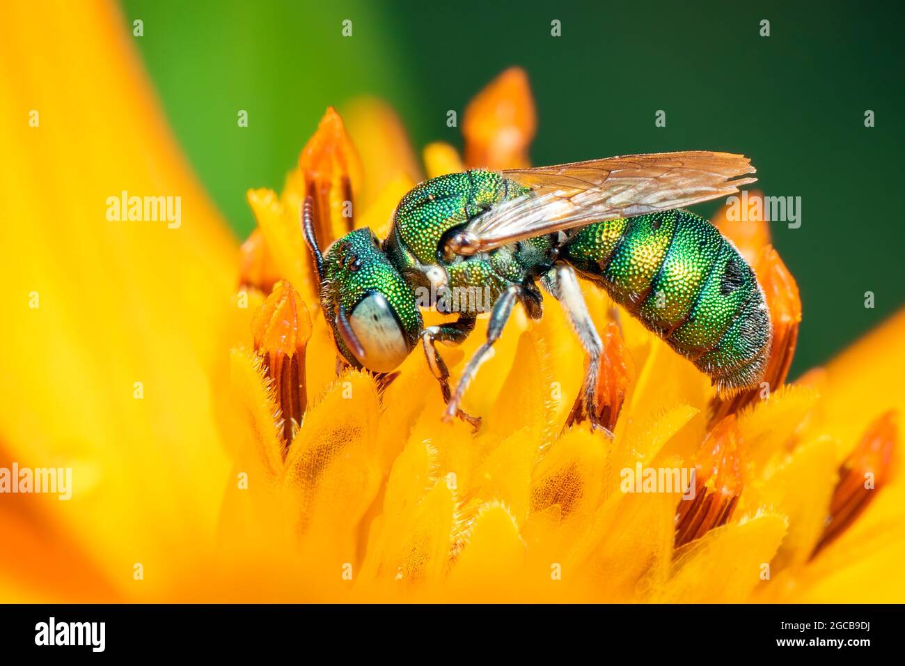 Image de Ceratina (Pithitis) smaragdula sur le pollen de fleur jaune recueille le nectar sur un fond naturel. Abeille. Insecte. Animal. Banque D'Images