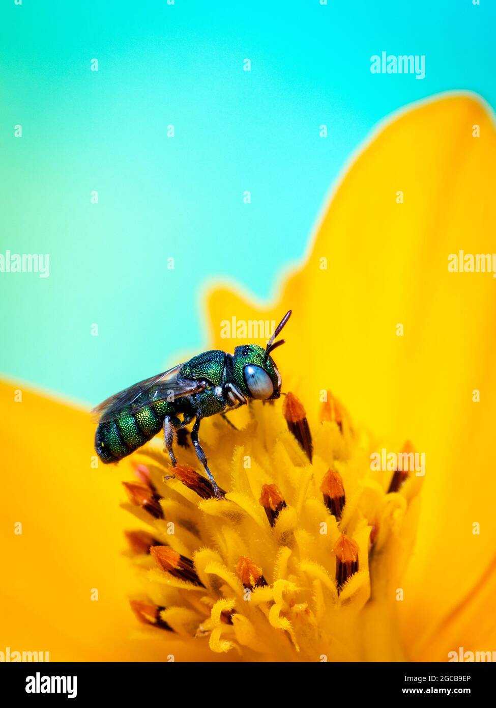 Image de Ceratina (Pithitis) smaragdula sur le pollen de fleur jaune recueille le nectar sur un fond naturel. Abeille. Insecte. Animal. Banque D'Images