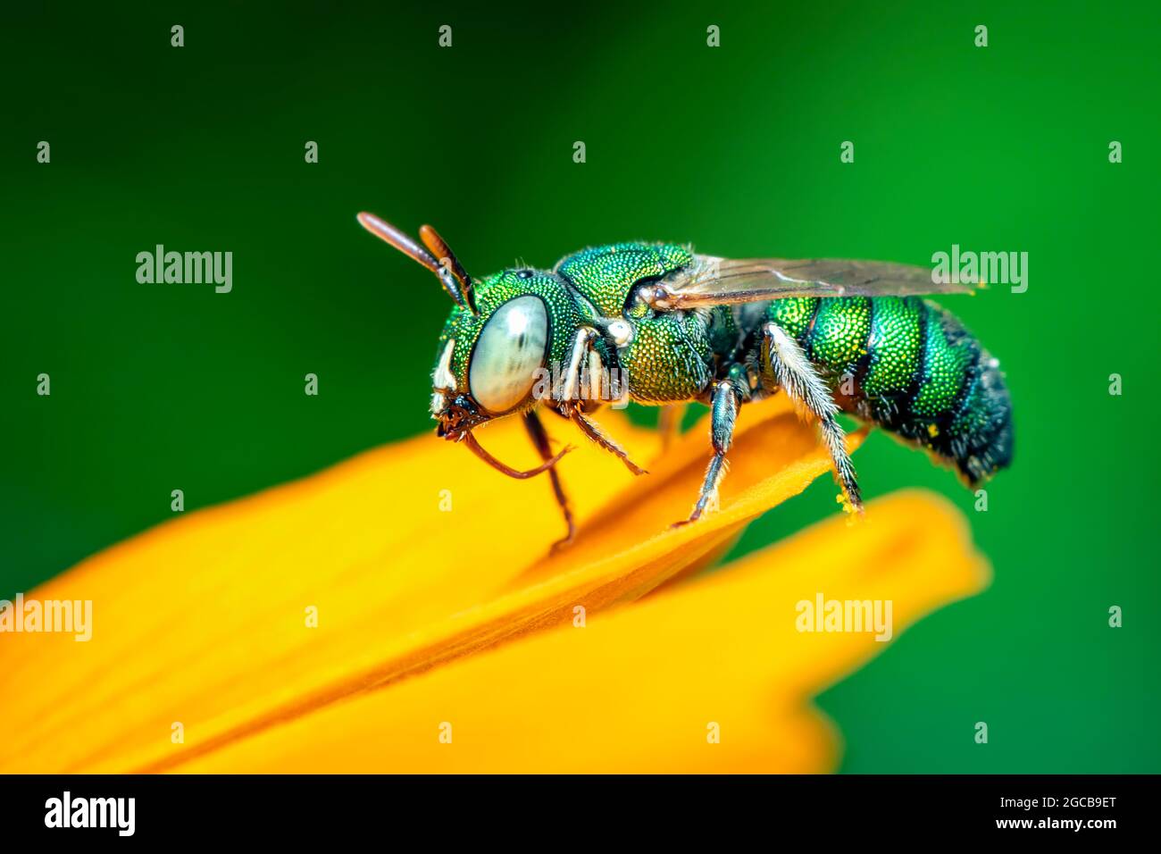 Image de Ceratina (Pithitis) smaragdula sur fleur jaune sur fond naturel. Abeille. Insecte. Animal. Banque D'Images