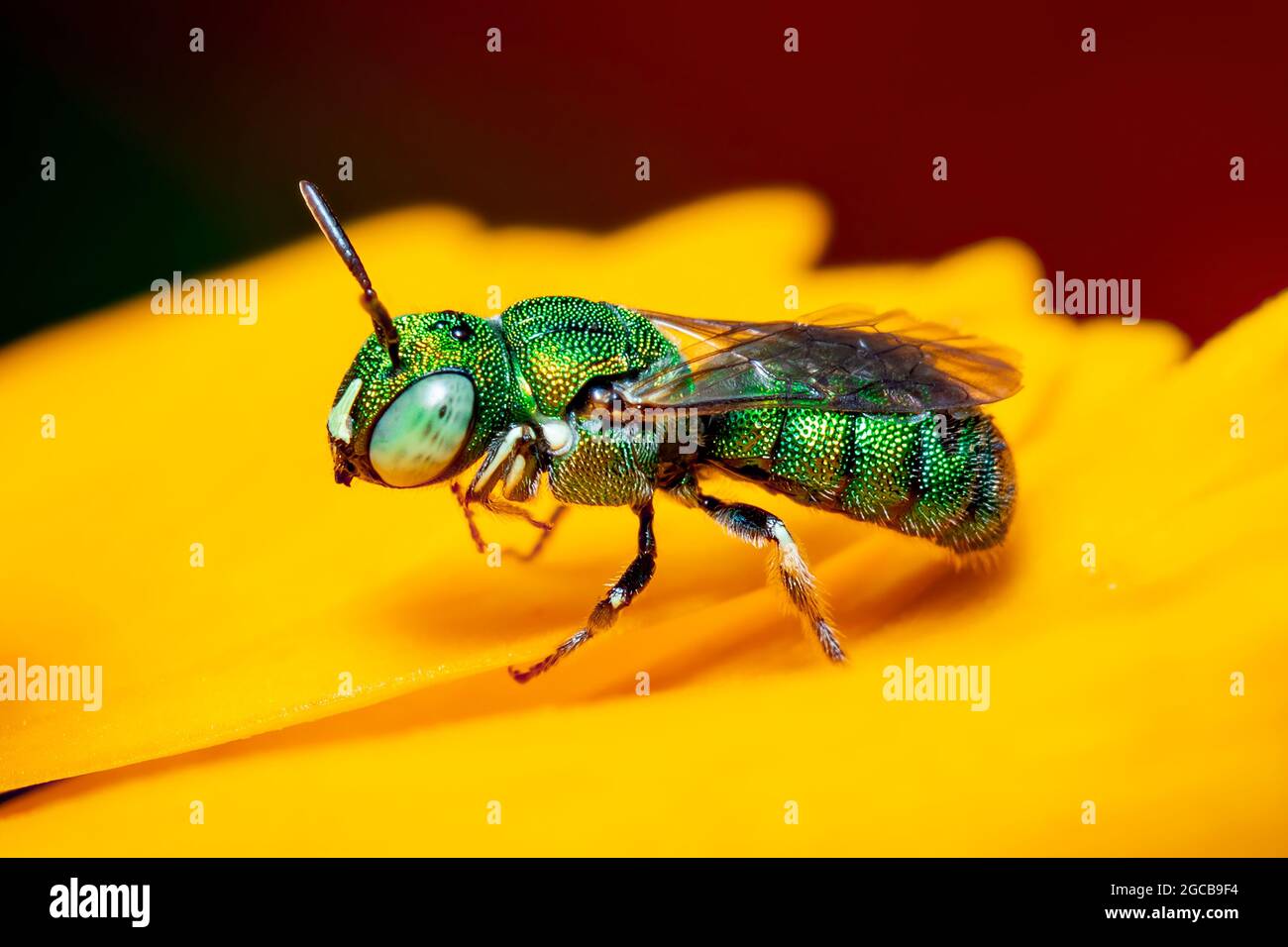Image de Ceratina (Pithitis) smaragdula sur fleur jaune sur fond naturel. Abeille. Insecte. Animal. Banque D'Images