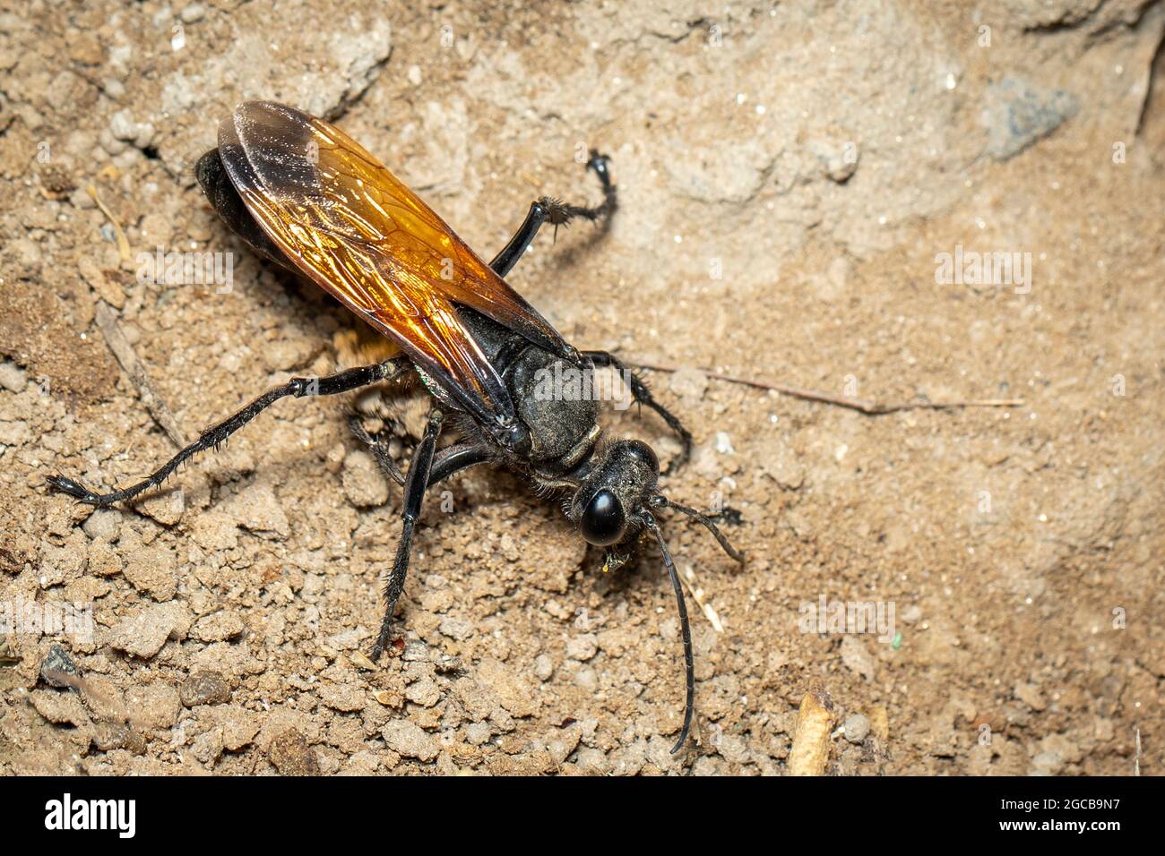 Image de l'ensacheur de sable sur le fond du sol., insecte. Animal. Banque D'Images