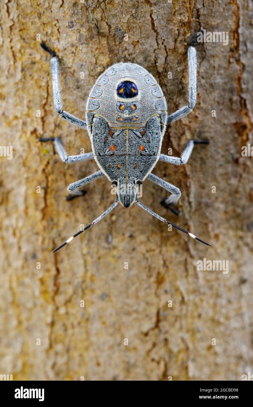Image d'un insecte d'Hemiptera sur l'arbre. Insecte. Animal. Banque D'Images
