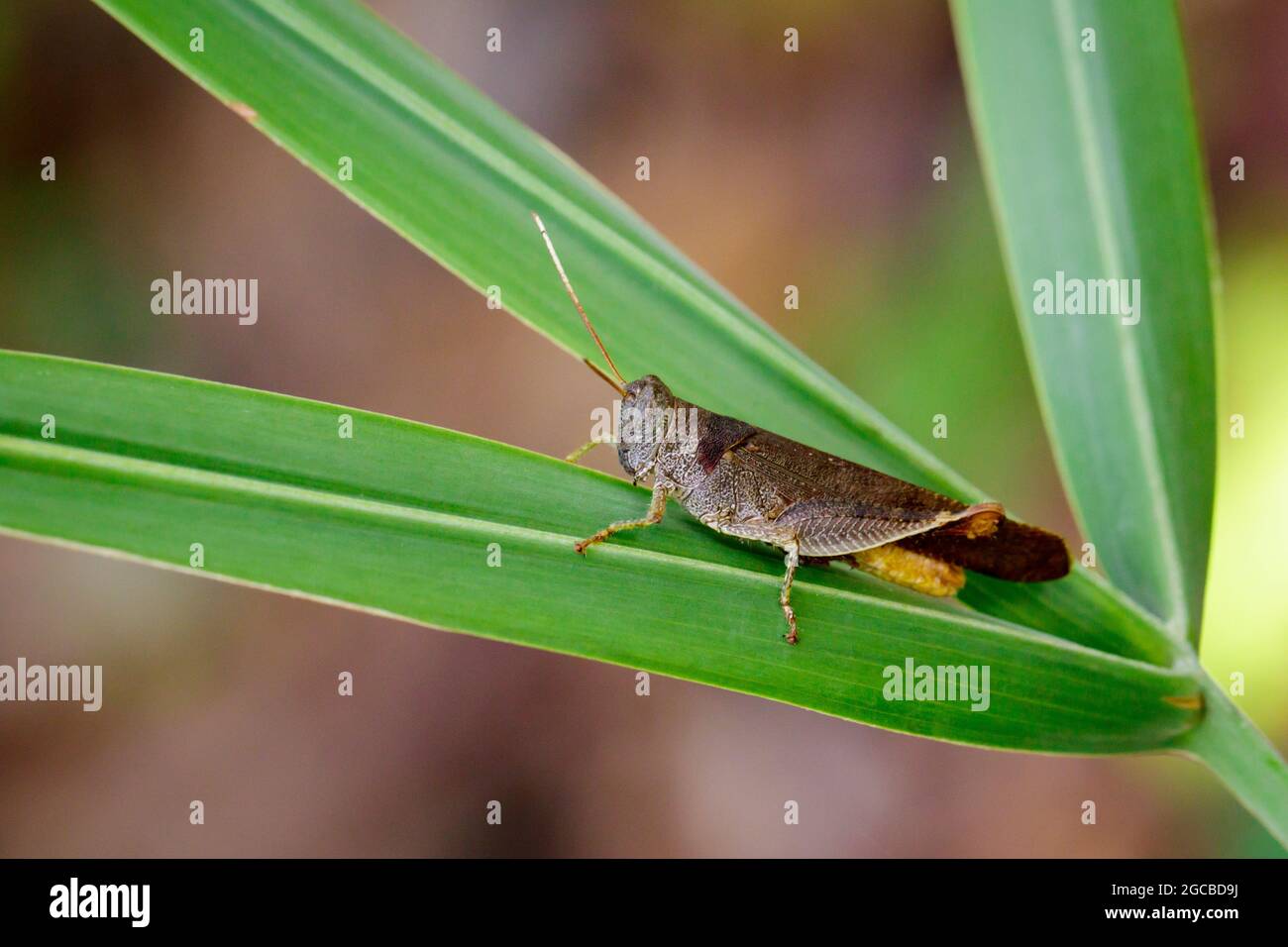 Image de sauterelles brunes à cornes courtes (Acrididae) sur les feuilles vertes. Insecte. Animal. Banque D'Images