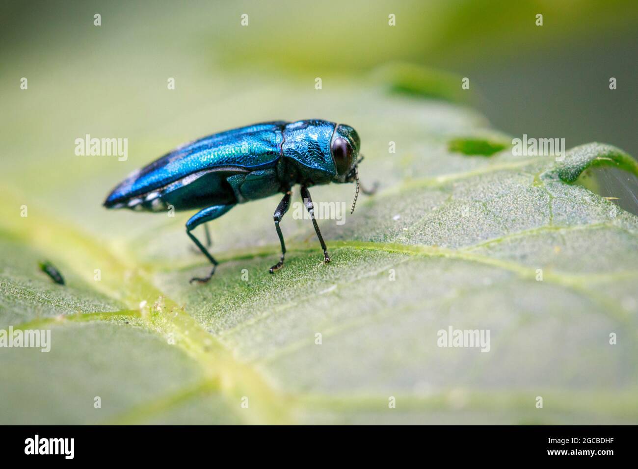 Image d'un perce émeraude sur une feuille verte. Insecte. Animal Banque D'Images