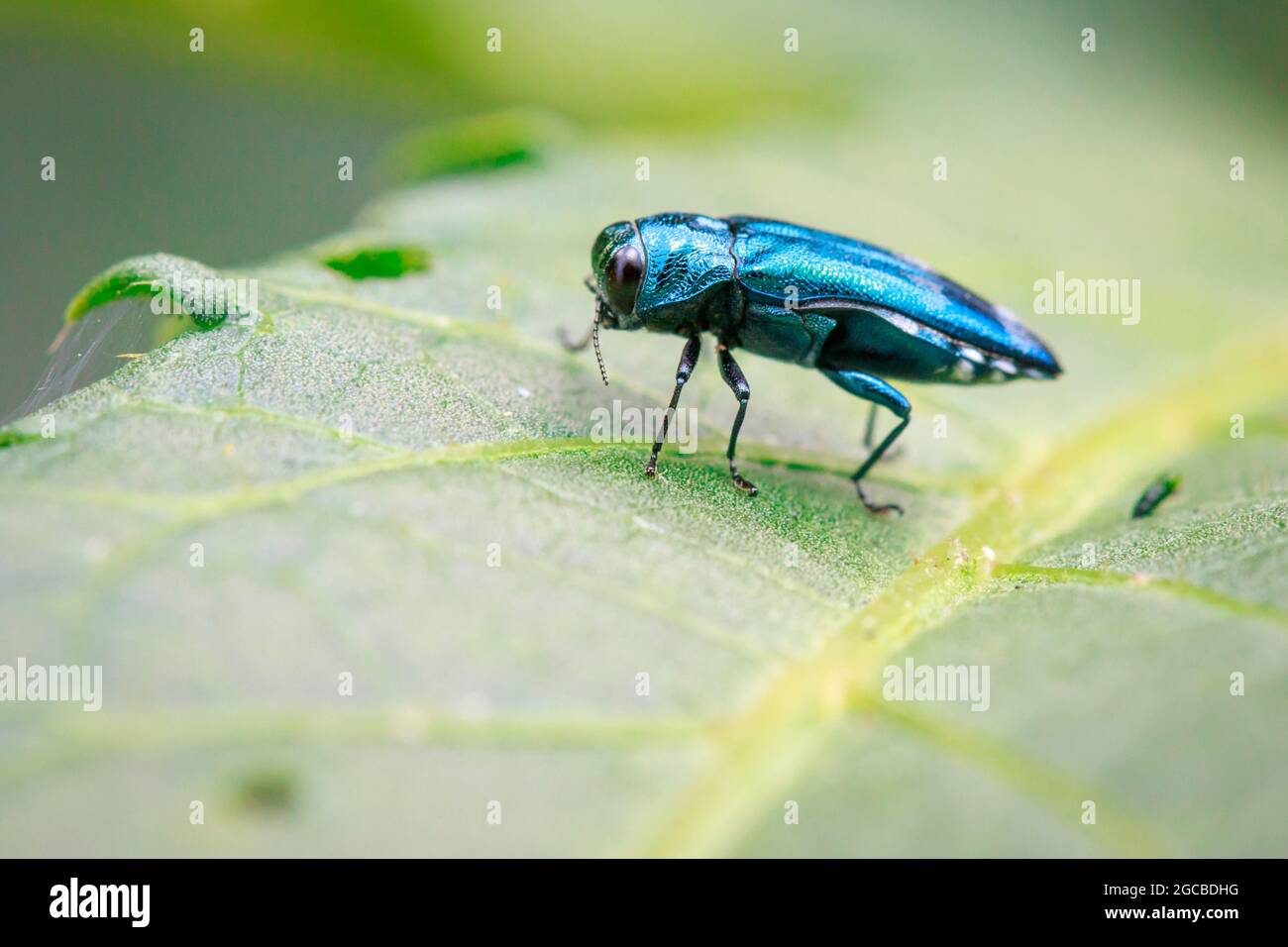 Image d'un perce émeraude sur une feuille verte. Insecte. Animal Banque D'Images