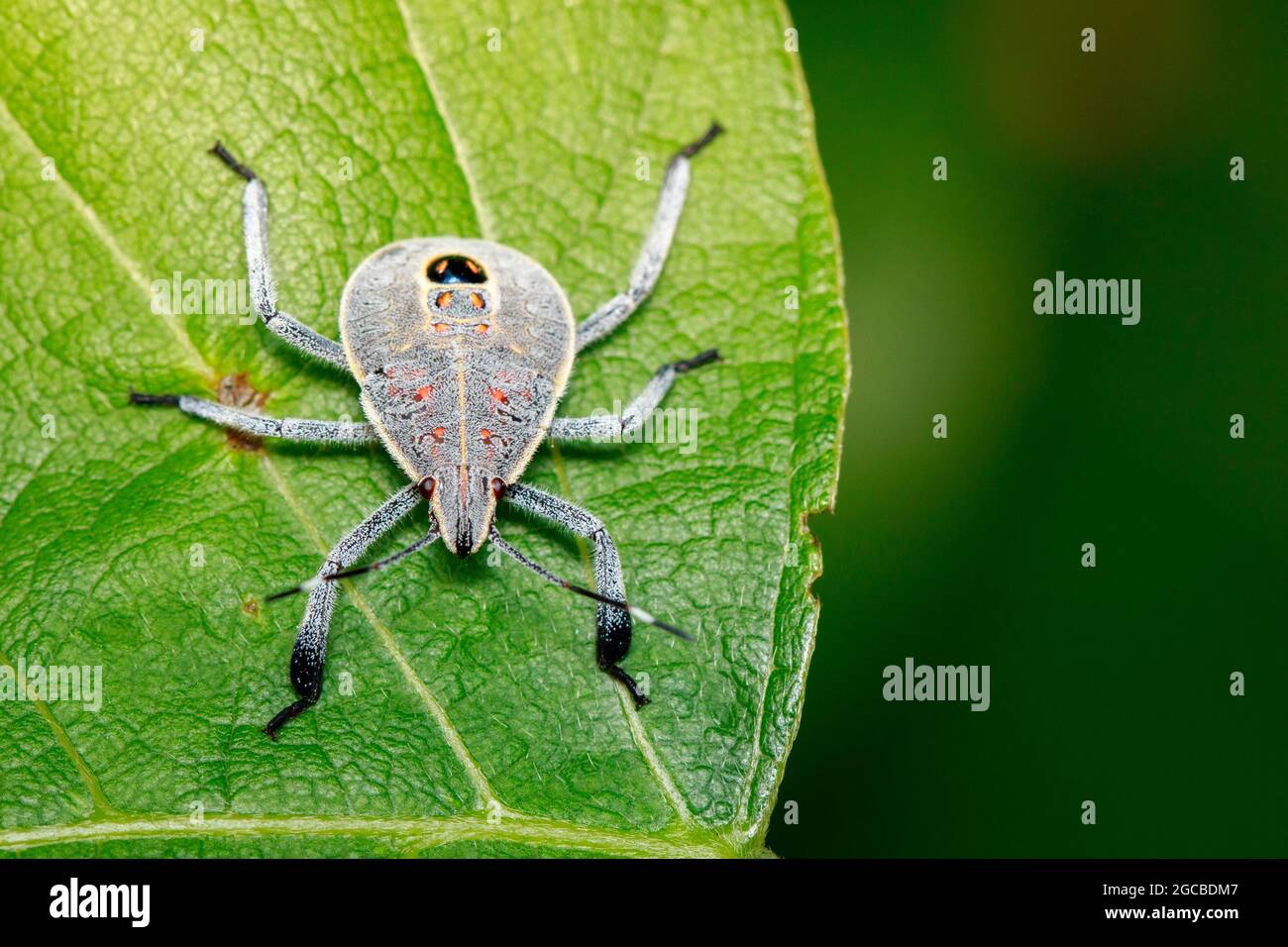 Image d'un insecte d'Hemiptera sur les feuilles vertes. Insecte. Animal Banque D'Images