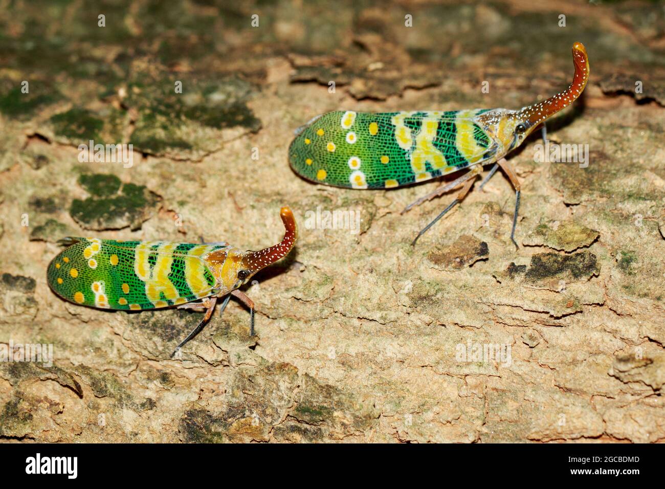 Image de deux insectes fulgorides ou lanternfly (Pyrops oculata) sur l'arbre. Insecte. Animal. Banque D'Images