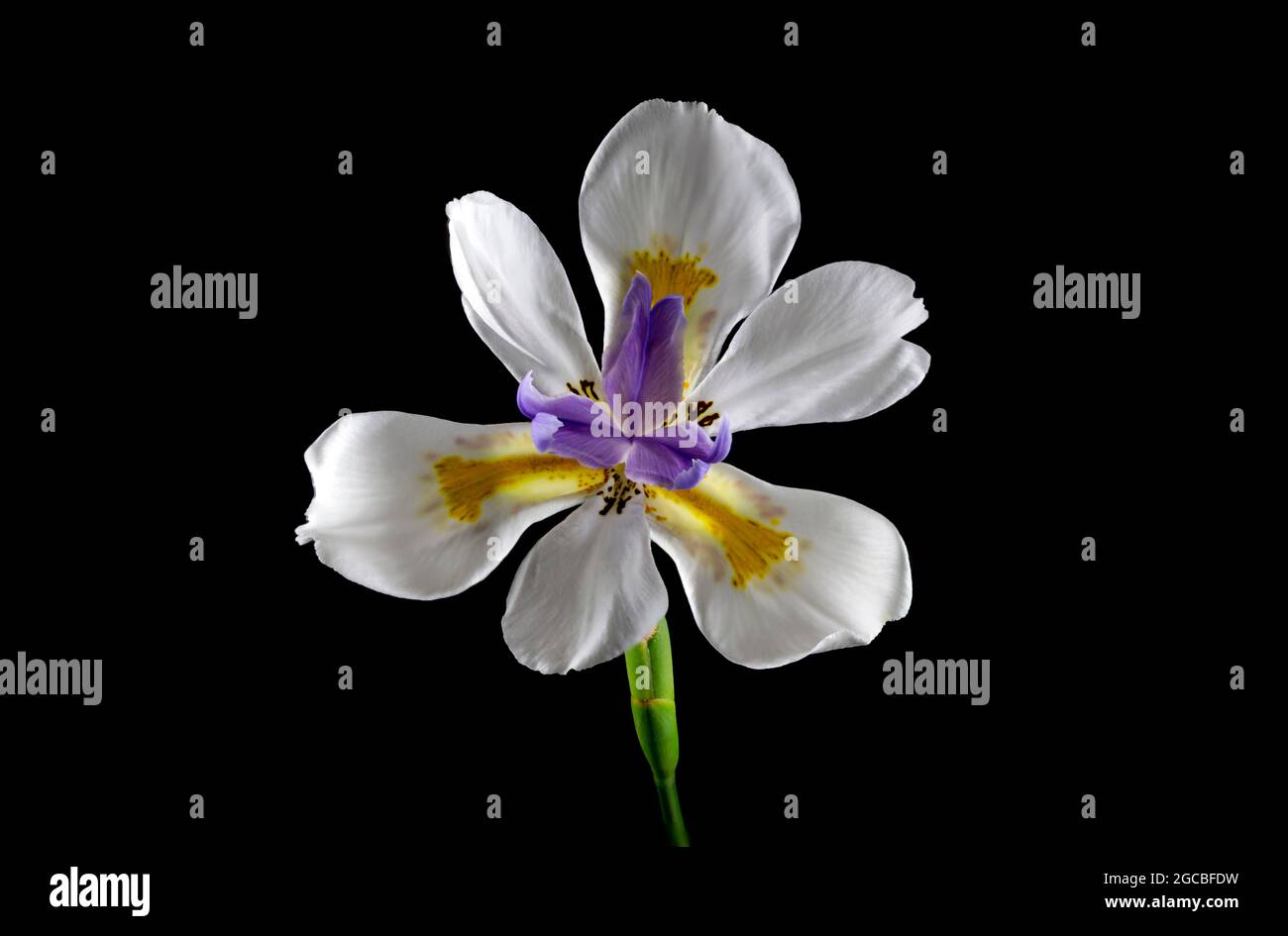 Jolie fleur de papillon africaine violet, blanc, or et brun, Dietes grandiflora, considérée comme une mauvaise herbe de l'environnement. Banque D'Images