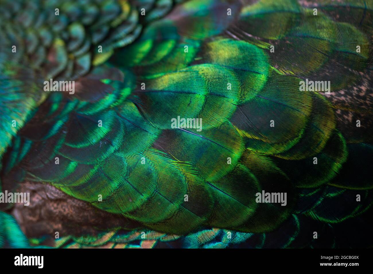 Gros plan sur les plumes de paon .plumes bleu macro, plumes, oiseau, animal. Photographie macro. Banque D'Images