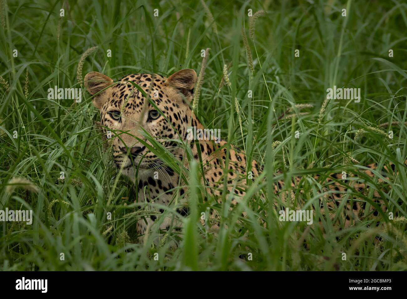 un cub indien en léopard dans une forêt de mousson verte luxuriante de l'Inde Banque D'Images