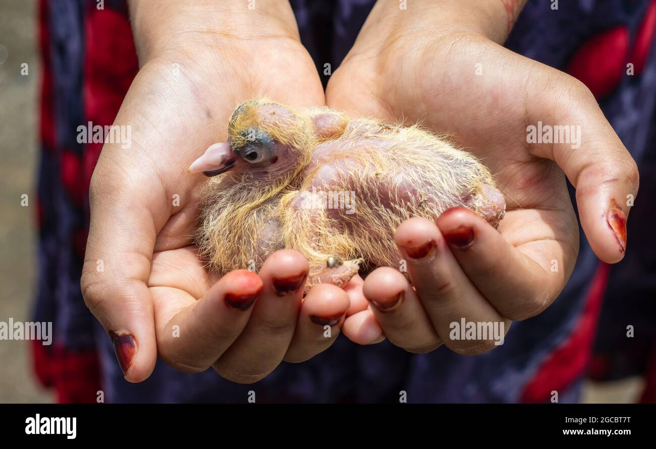 Baby Pigeon Banque D Image Et Photos Page 3 Alamy Baby Pigeon Banque D Image Et Photos Page 3 Alamy