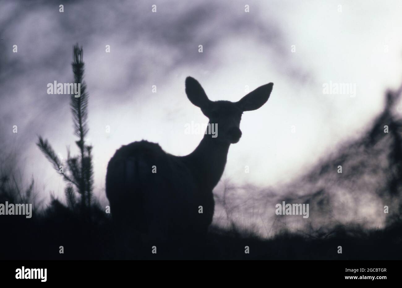 SILHOUETTE D'UN JEUNE CERF MULET ( ODOCOILEUS HEMIONUS) DANS LA FORÊT, TEXAS, ETATS-UNIS. Banque D'Images