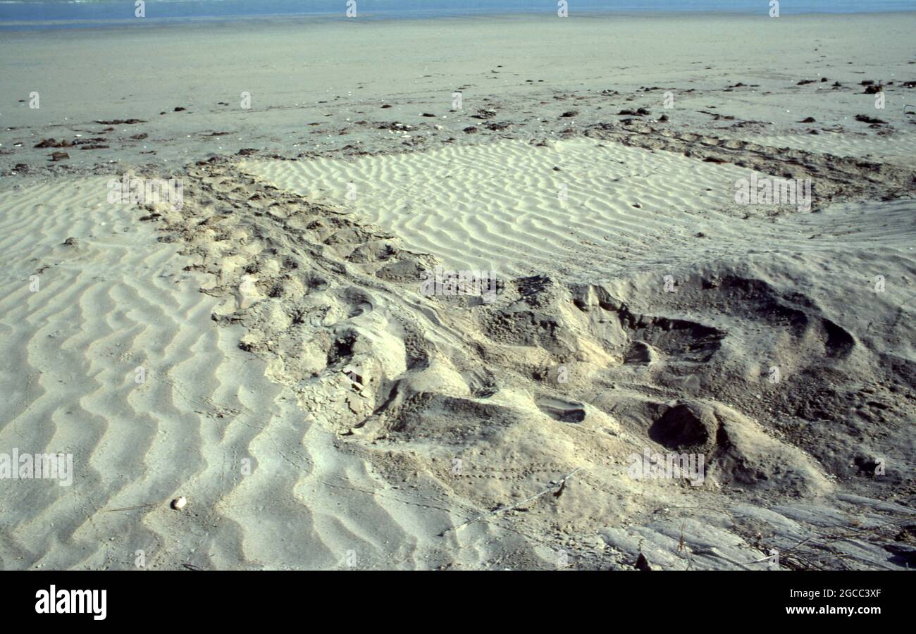 PISTES MENANT D'UN NID AUSTRALIEN DE TORTUES MARINES À DOS PLAT (NATATOR DEPRESSUS), 80 MILE BEACH, AUSTRALIE OCCIDENTALE. Banque D'Images