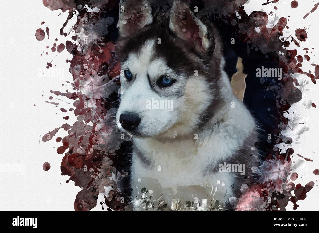 Peinture A L Aquarelle Numerique D Un Chiot Husky Chien Blanc Moelleux Avec Yeux Bleus Contre Les Taches Chaotiques Et Les Eclaboussures De Peinture Gris Rouge Art Moderne Photo Stock Alamy