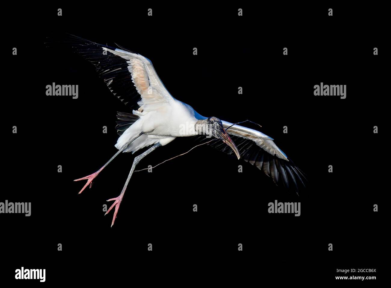 Matériaux Bois Stork delivering nest Banque D'Images