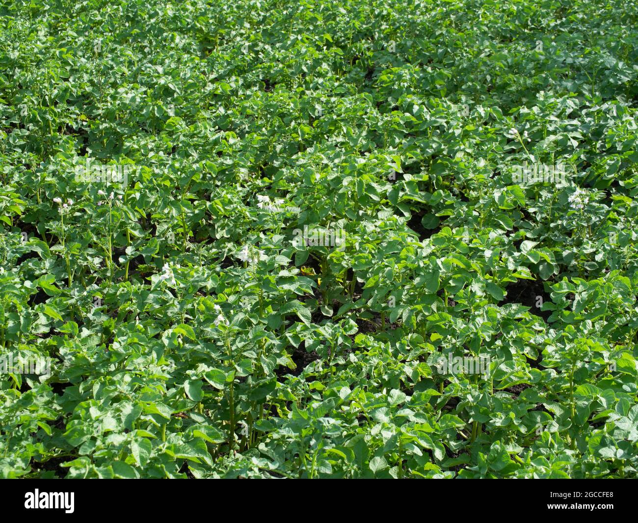 Pommes de terre dans un potager. Lit de légumes. Banque D'Images