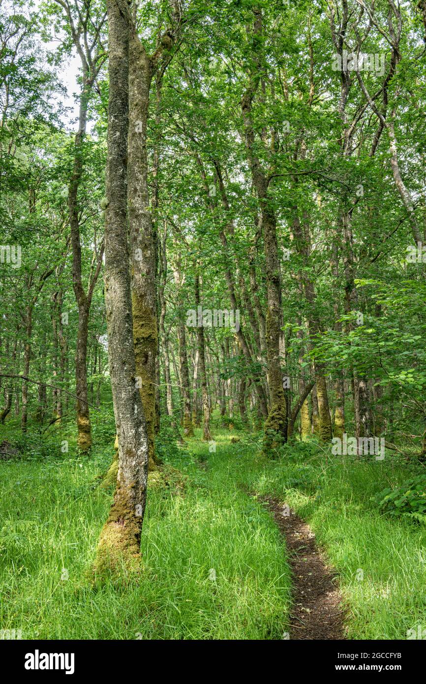 Sentier à travers le Bois de Cree dans la forêt nationale de Galloway en Écosse Banque D'Images