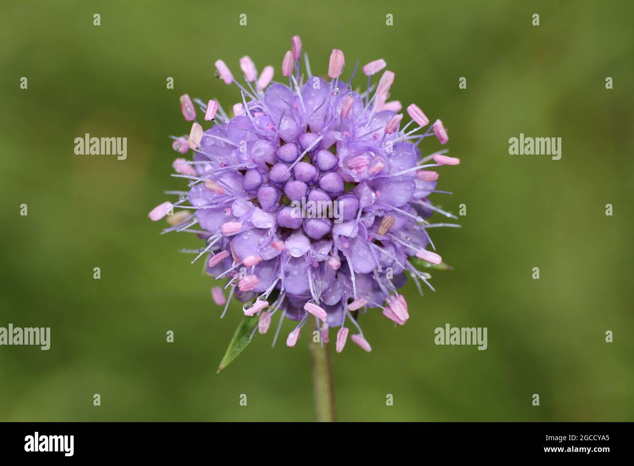 Devil's bit Scabious Succisa pratensis Banque D'Images